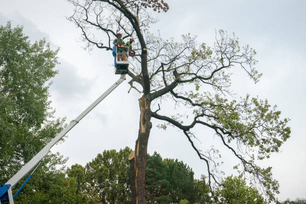 Lawn Renovation and Restoration in Dover, DE